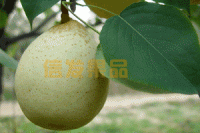 河北鸭梨、水晶梨